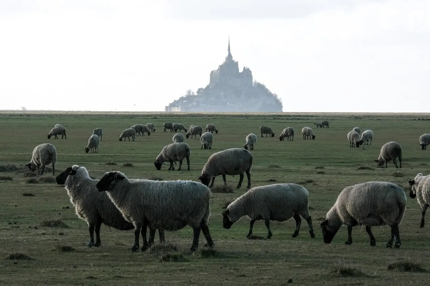 Schafe weiden auf dem Gras vor einem Gebäude.